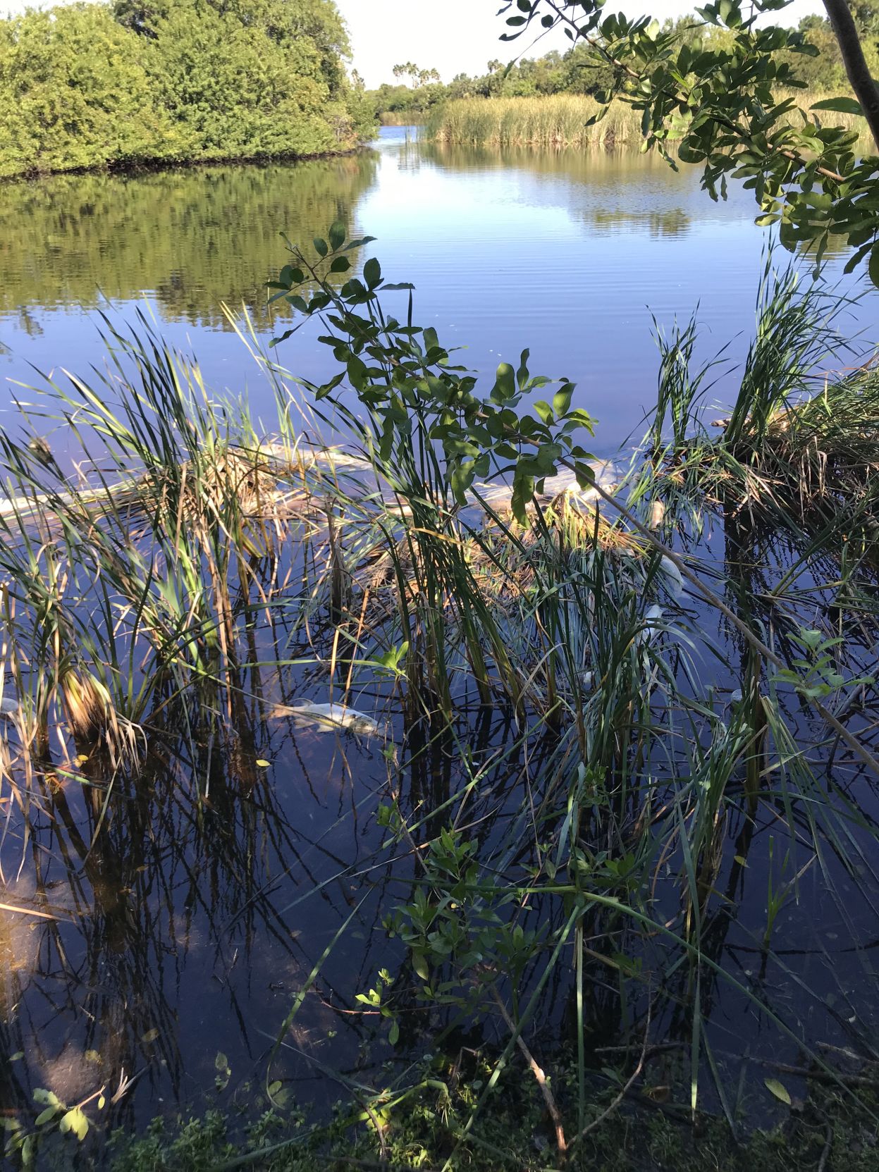 Dead fish in pond by Alumni Grove